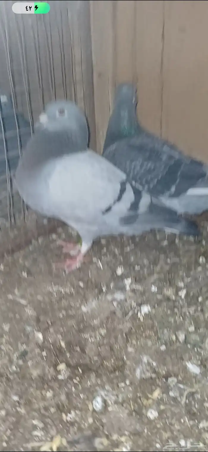 ازواج زاجل 3