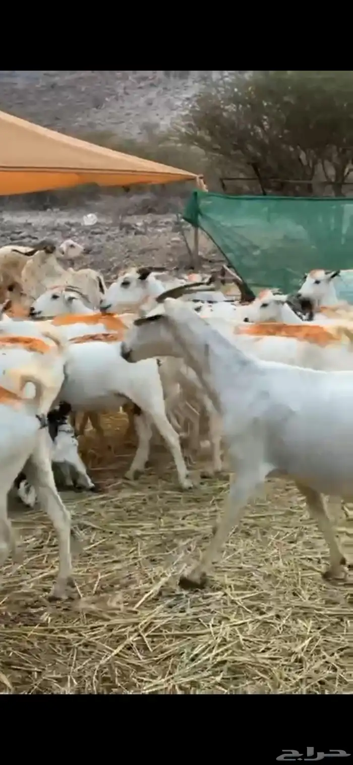 معزاء ببشيات فواخر مراح واحد 3