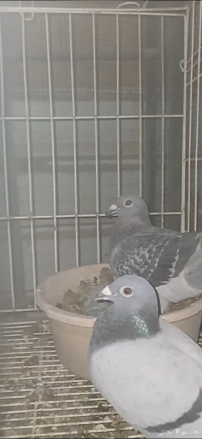 ازواج زاجل 5