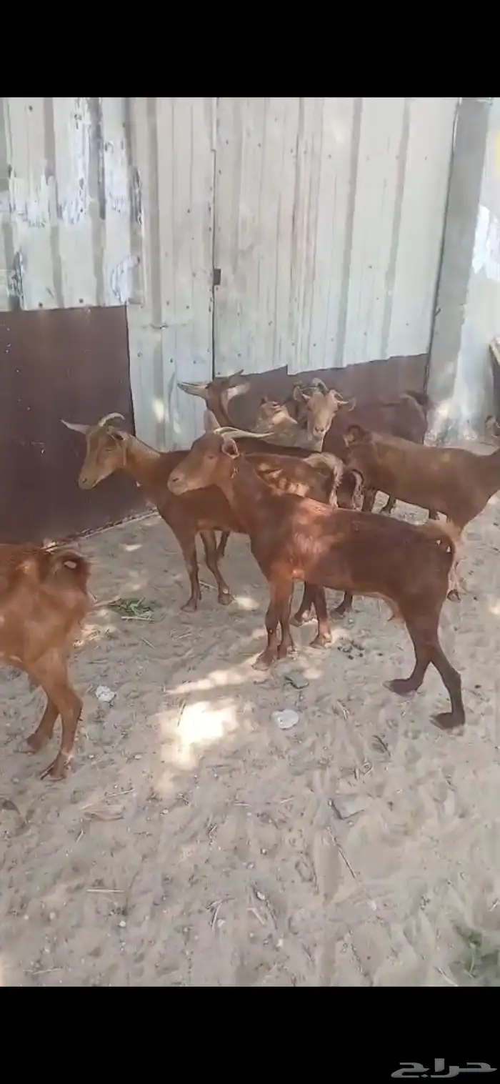 معزى جنوبيات دهم للبيع السعر 500 ريال 0