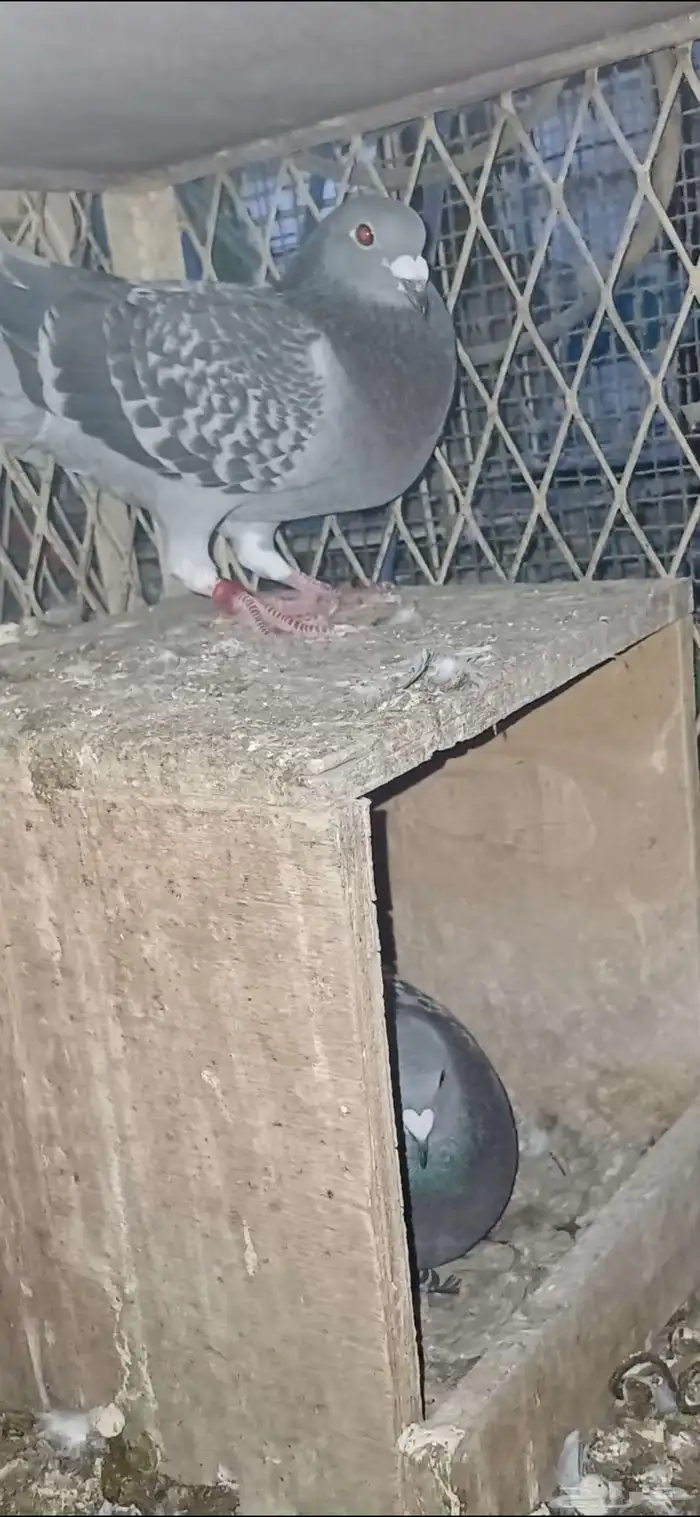 ازواج زاجل 4