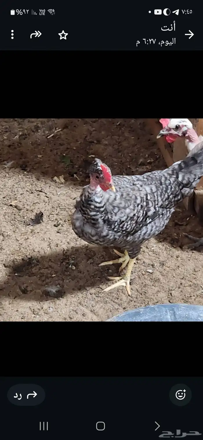 دجاج بحريني وديك 0