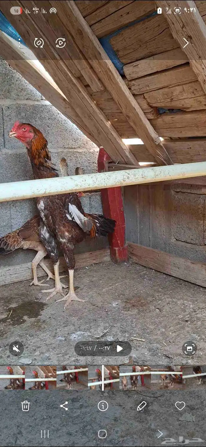 ديك شامو ياباني 2