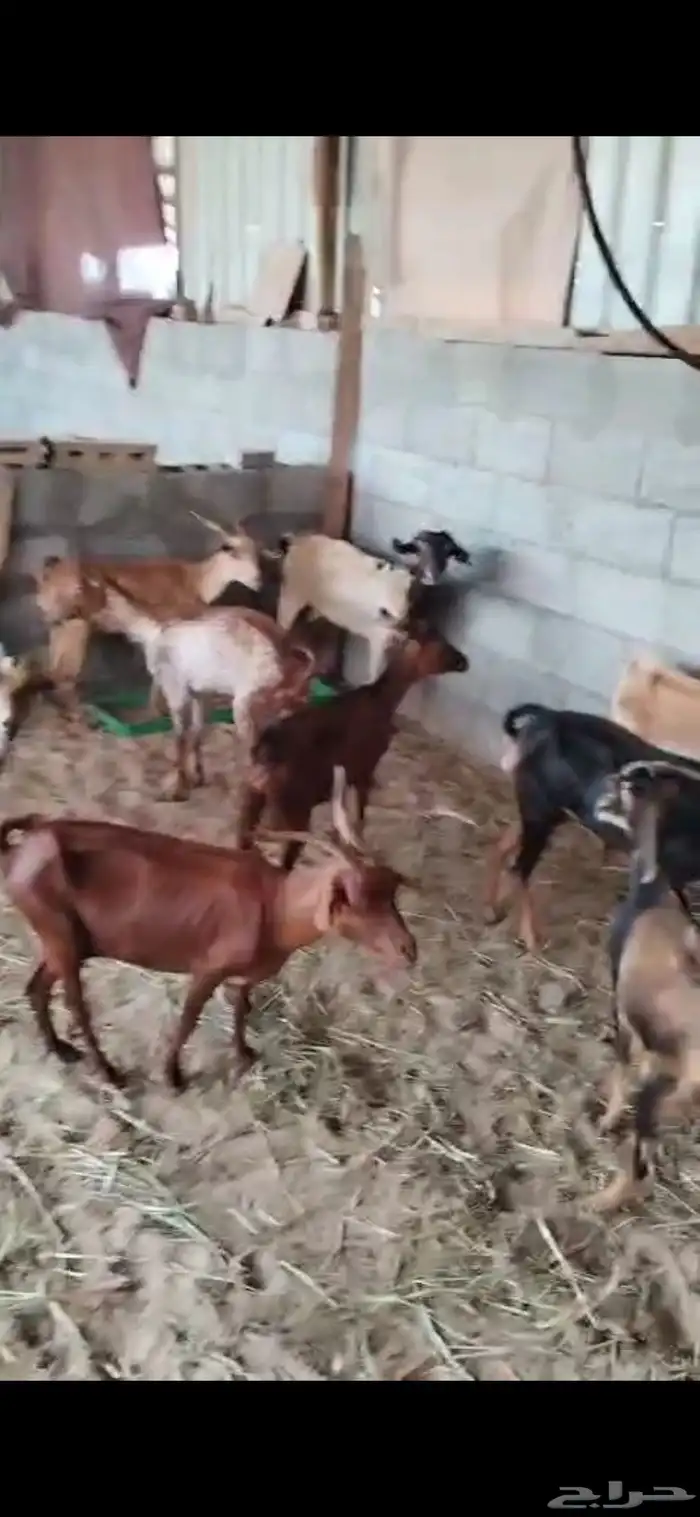 معزى جنوبيات دهم للبيع السعر 500 ريال 1