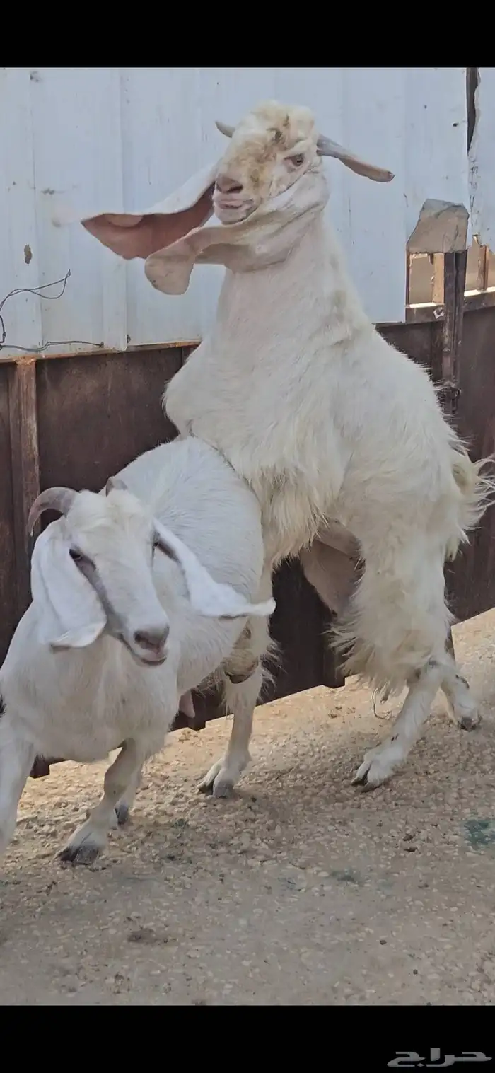 الفحل القادم مطور هولندي ابيض ابرص سلالة فواخر 4