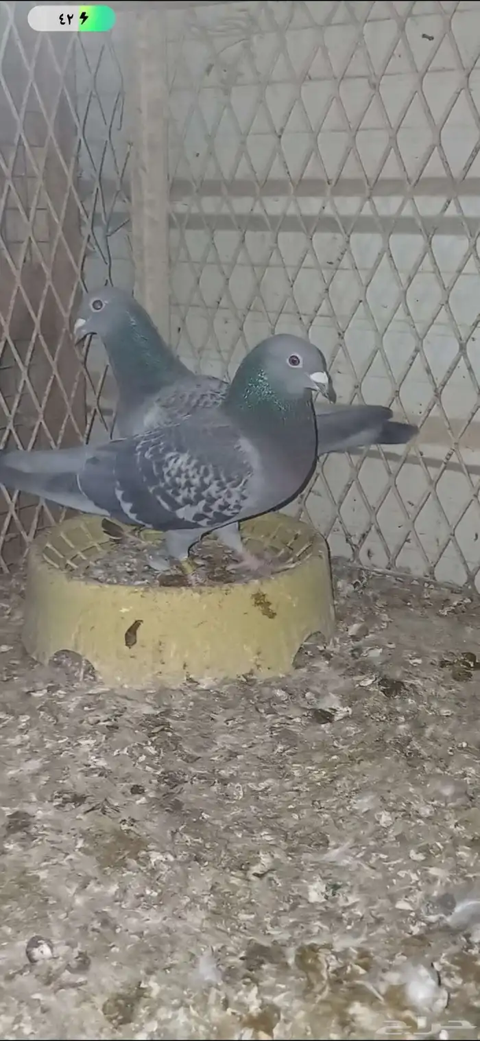 ازواج زاجل 0