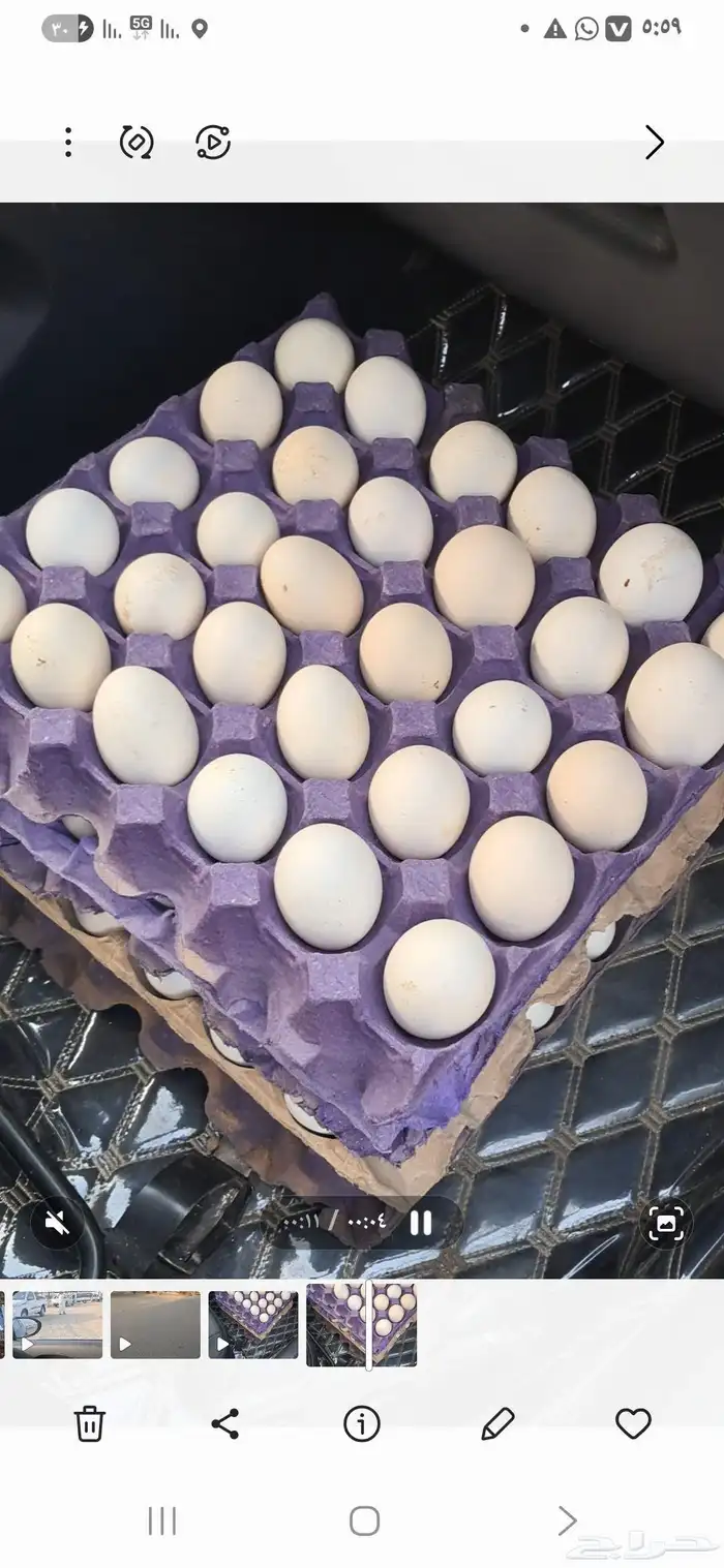 بيض بلدي 0