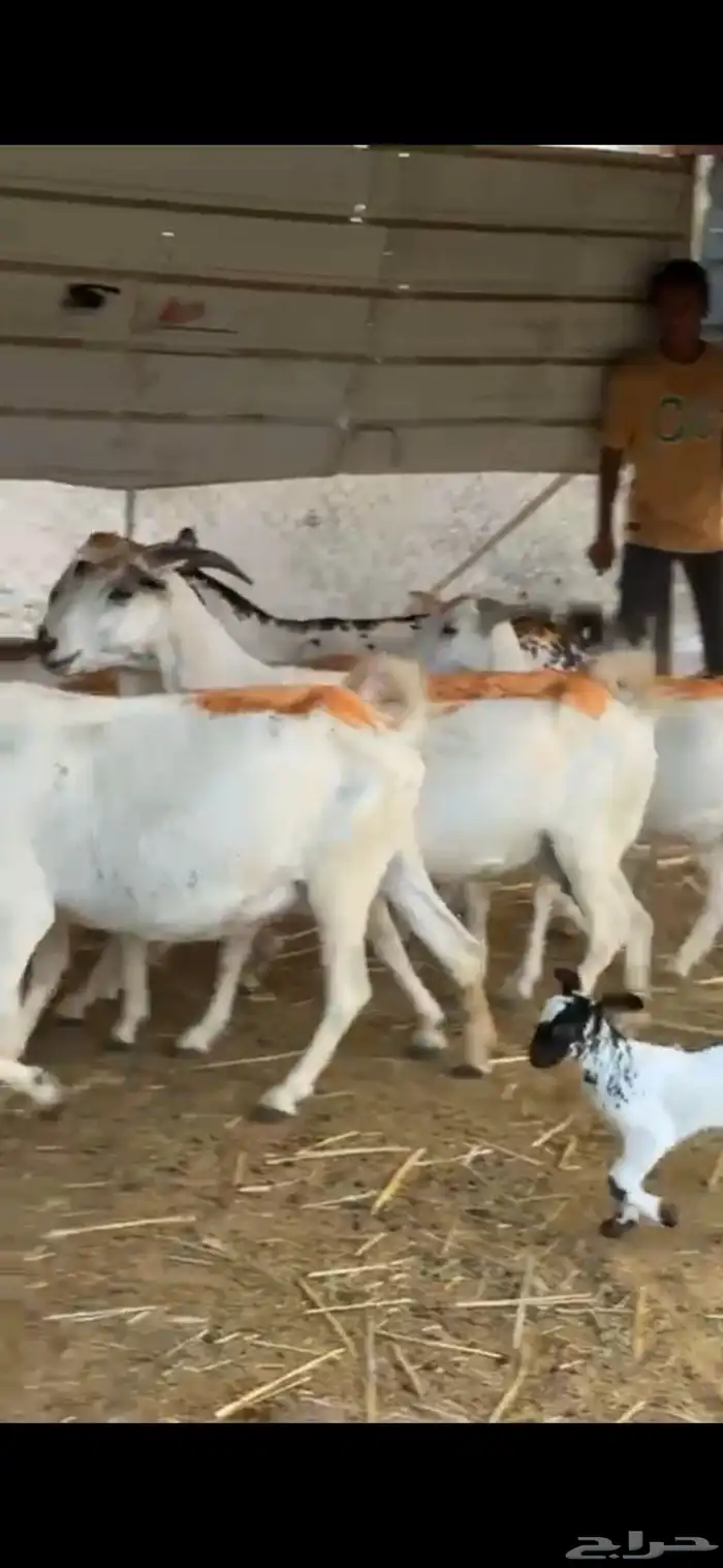 معزاء ببشيات فواخر مراح واحد 1