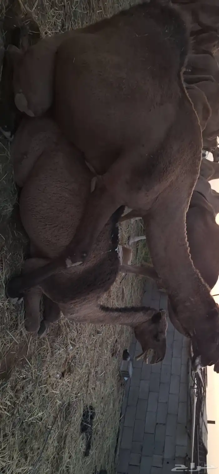 جمل رباع للبيع 0