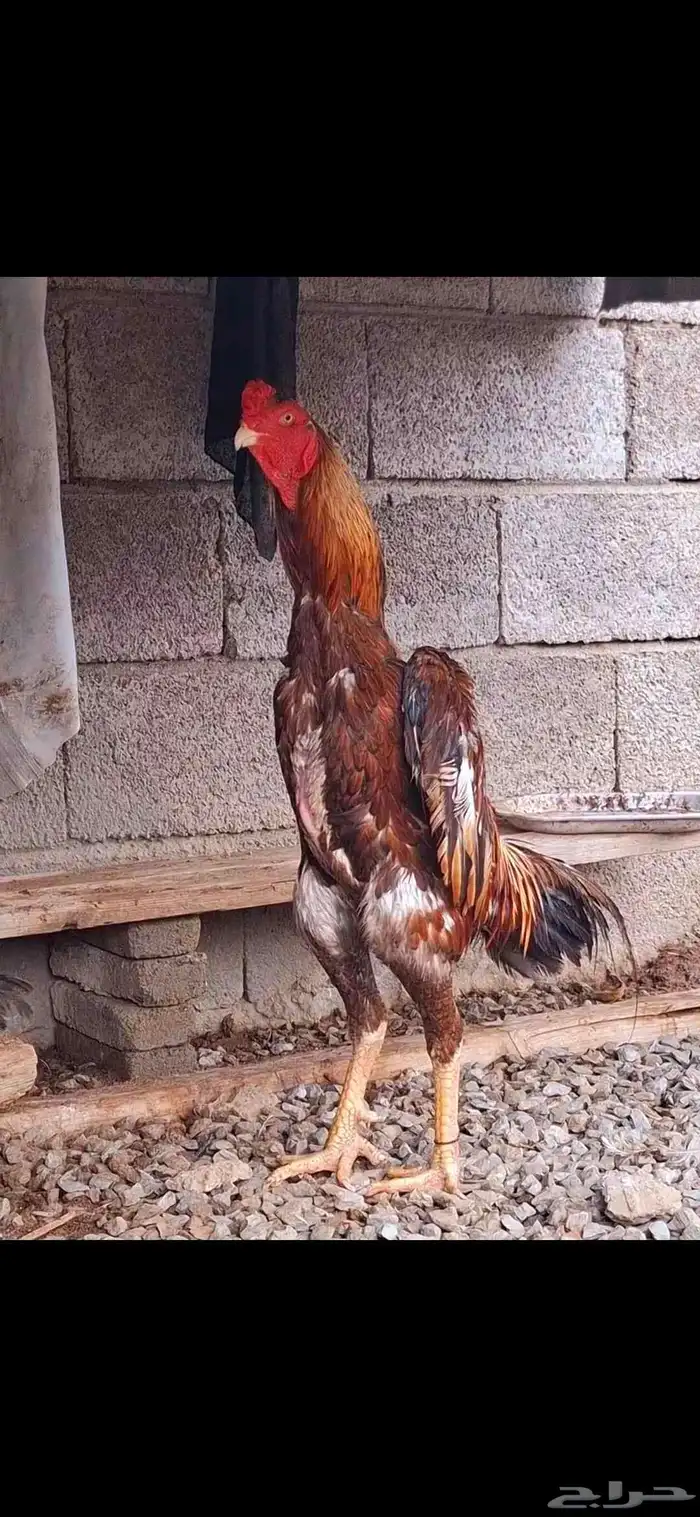 ديك شامو ياباني 0