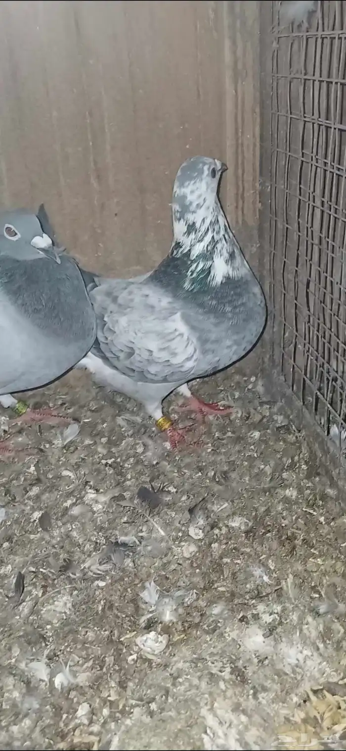 ازواج زاجل 7