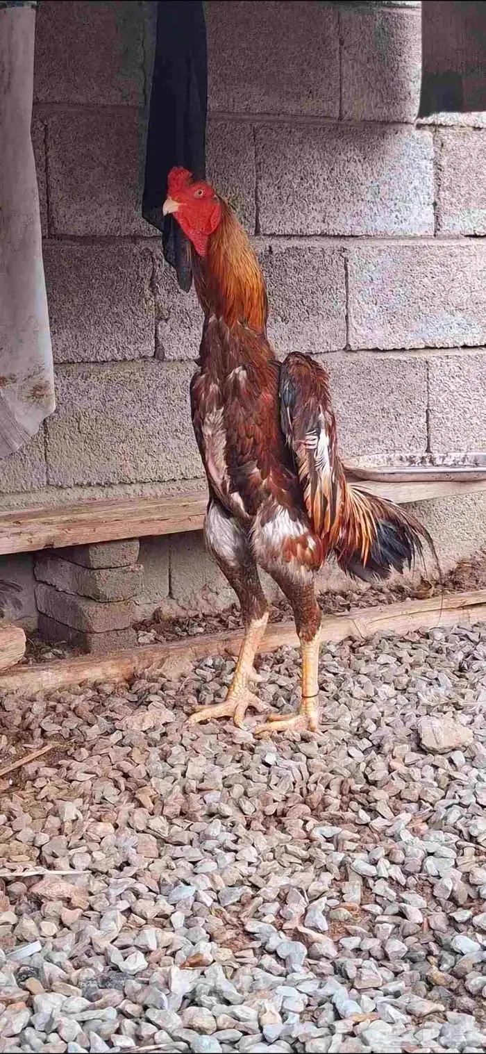 ديك شامو ياباني 4