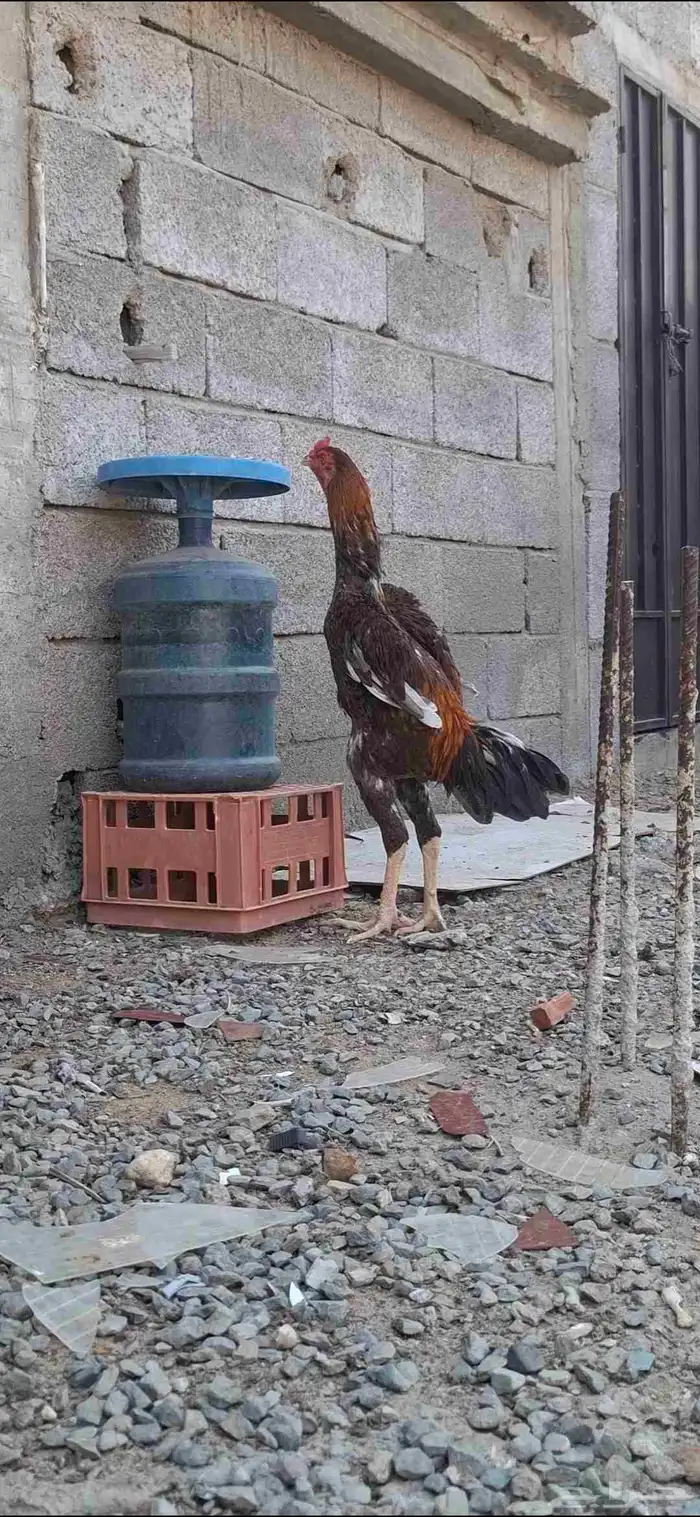 ديك شامو ياباني 1