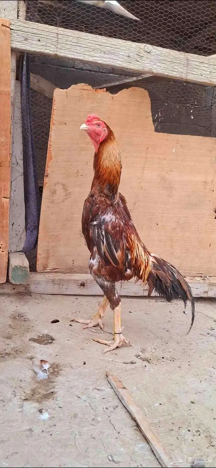 ديك شامو ياباني 3