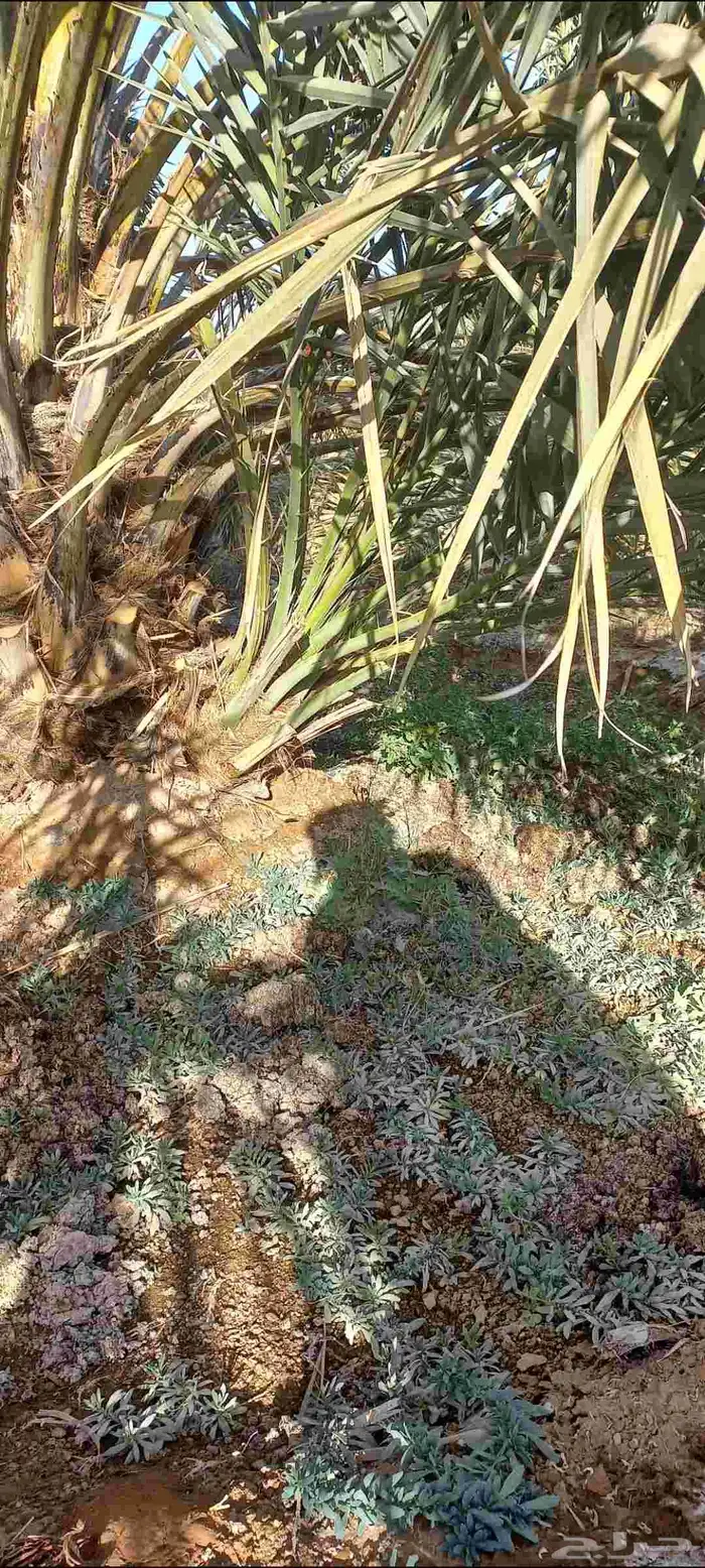 فسائل صفاوي للبيع 4