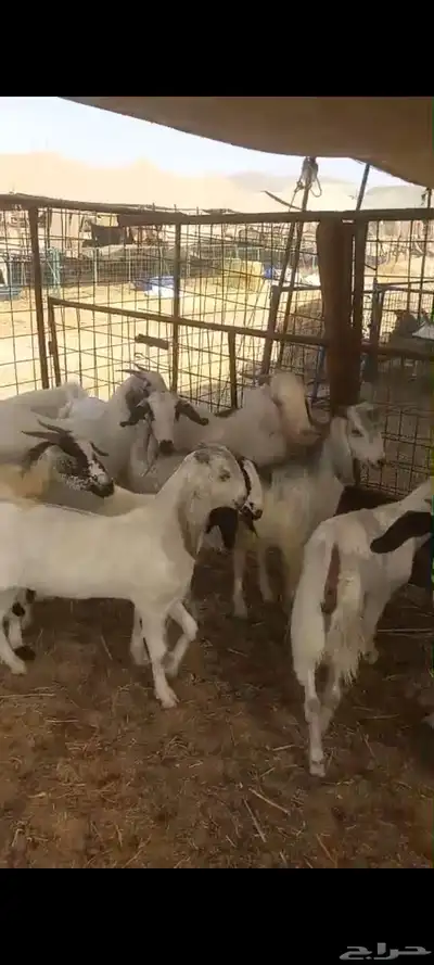 تيوس بلدي للبيع index