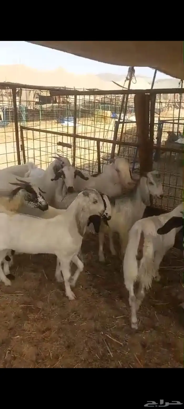 تيوس بلدي للبيع 5