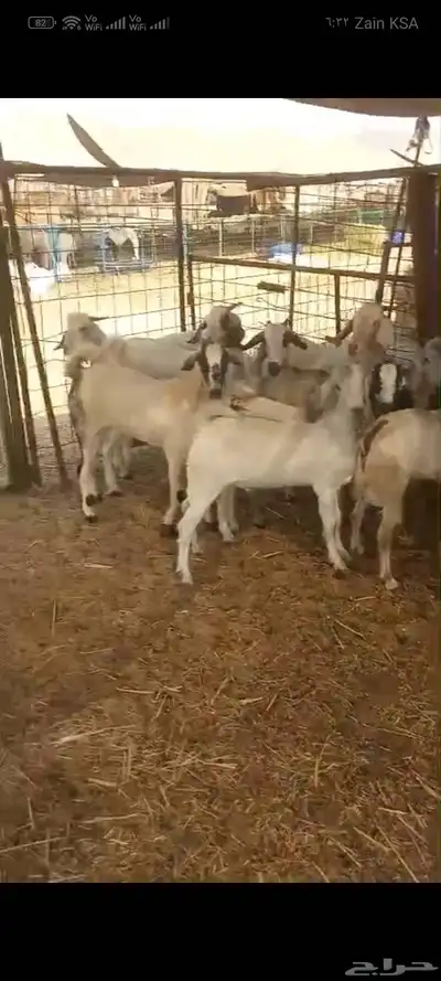 تيوس بلدي للبيع index