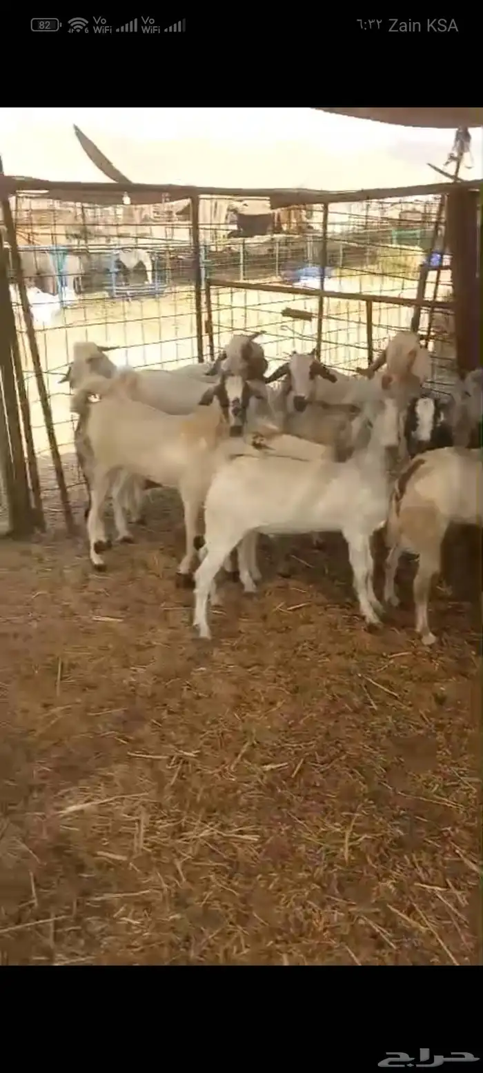 تيوس بلدي للبيع 4