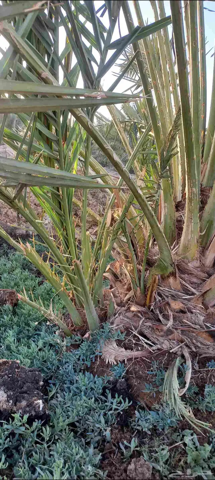 فسائل صفاوي للبيع 5