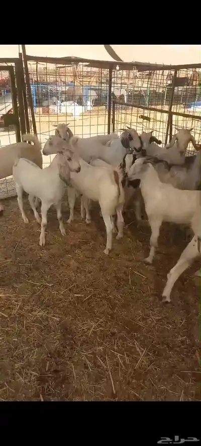 تيوس بلدي للبيع index