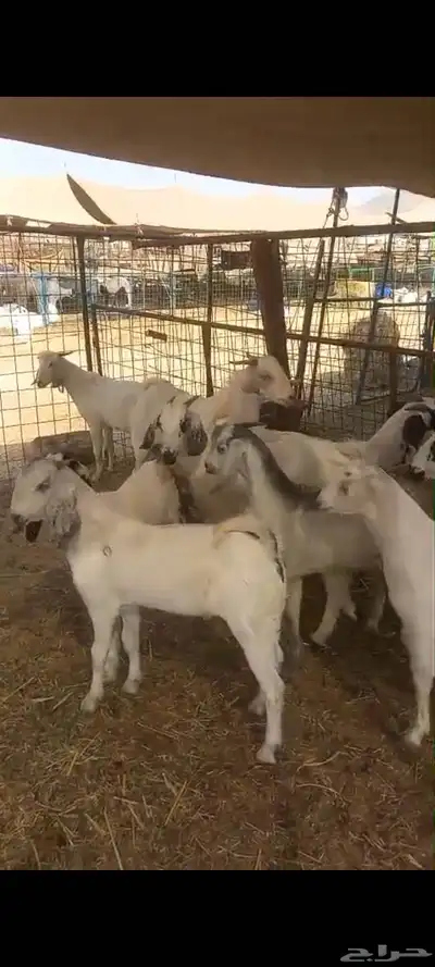 تيوس بلدي للبيع index