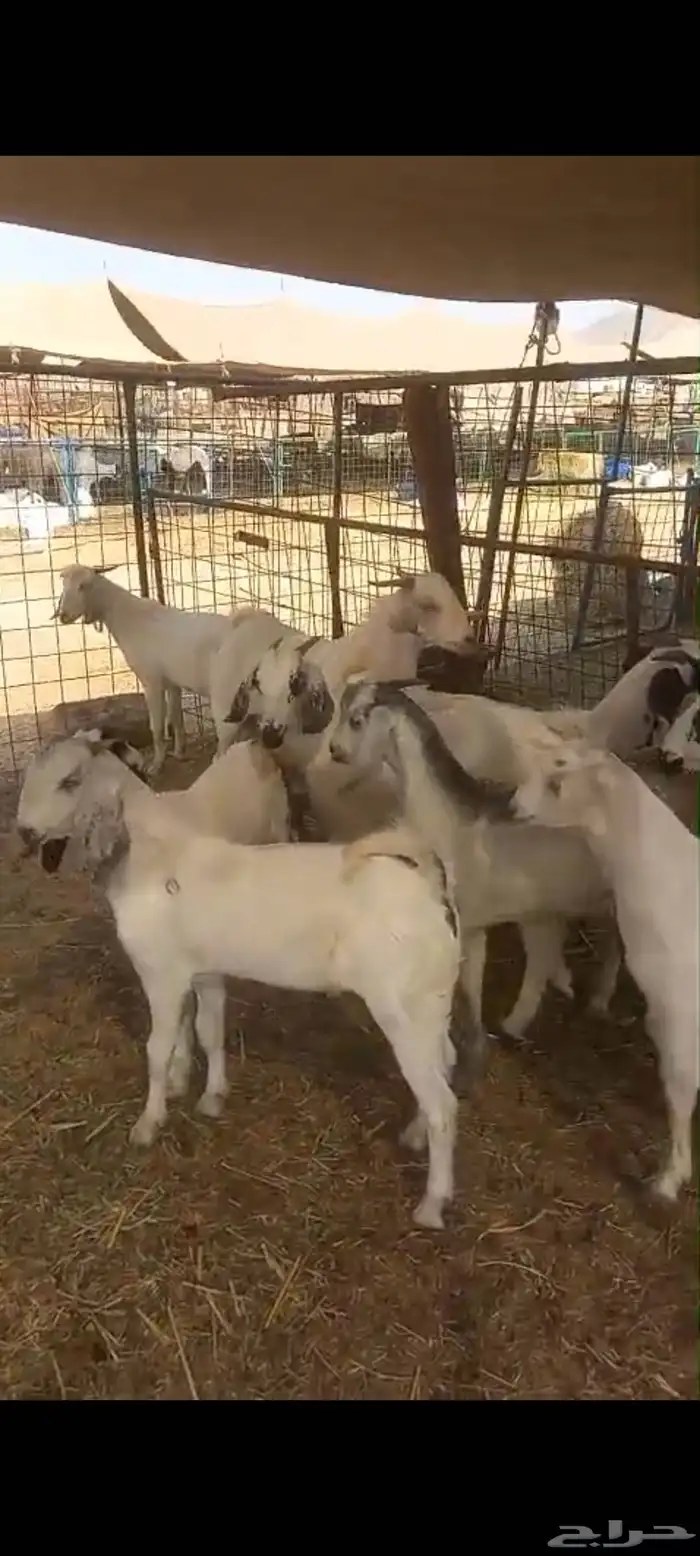 تيوس بلدي للبيع 8