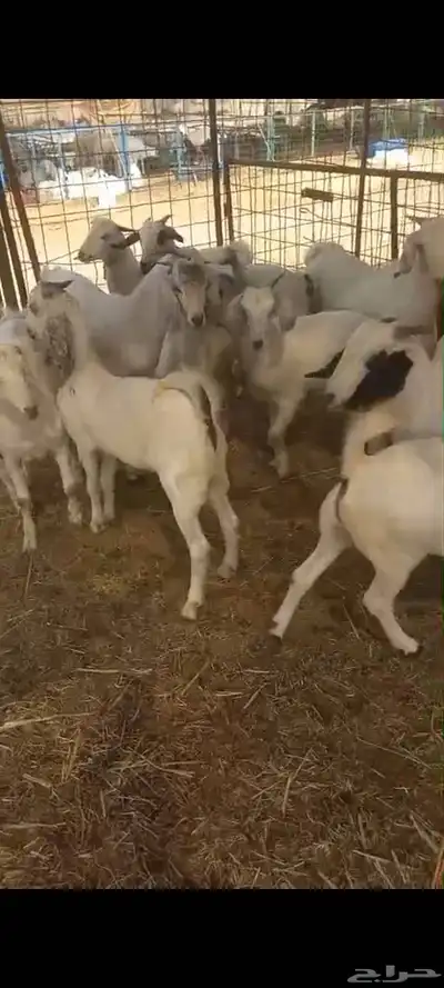 تيوس بلدي للبيع index