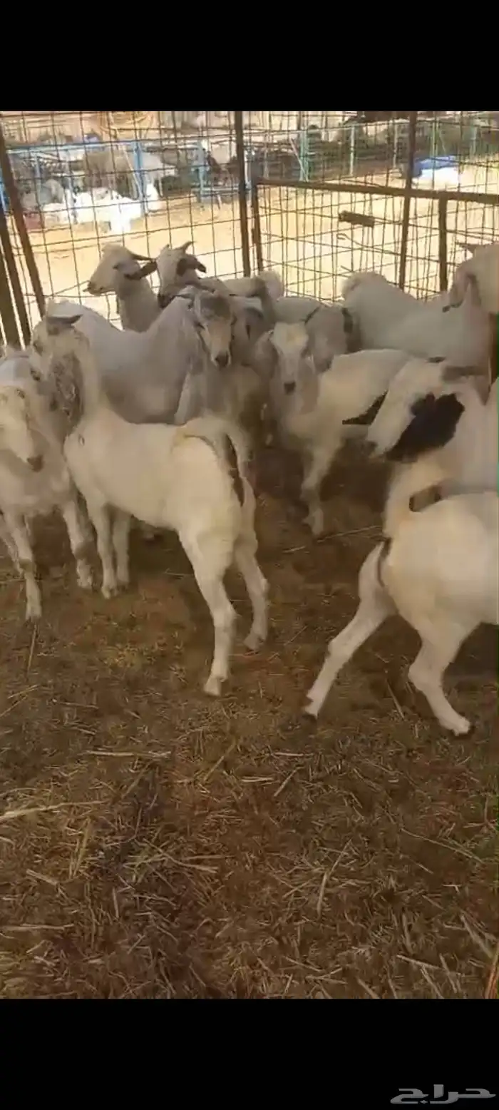 تيوس بلدي للبيع 7