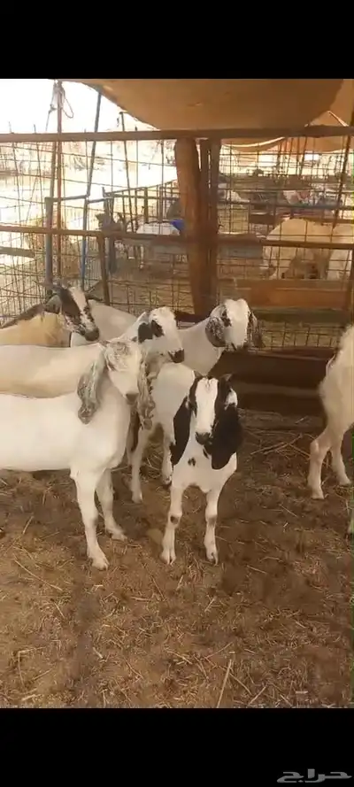 تيوس بلدي للبيع index