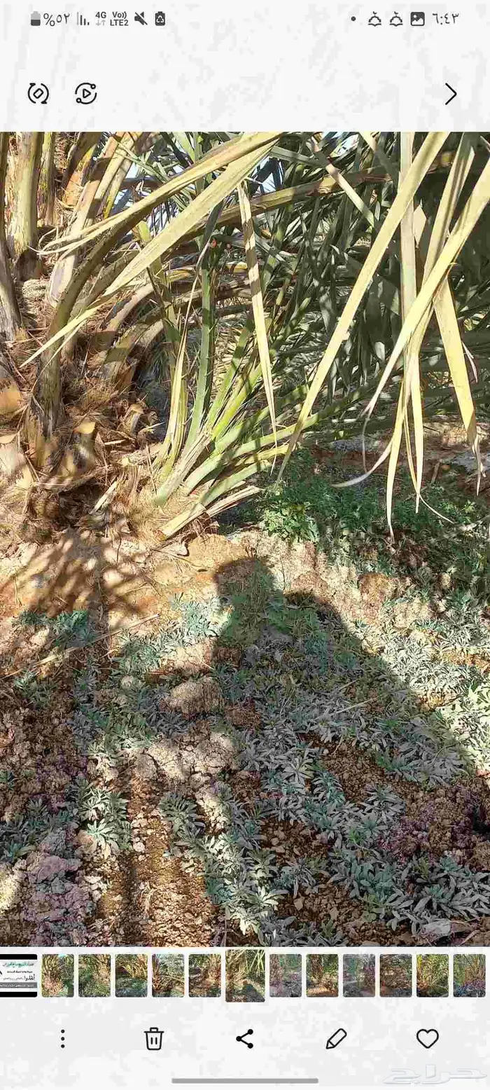 فسائل صفاوي للبيع 2