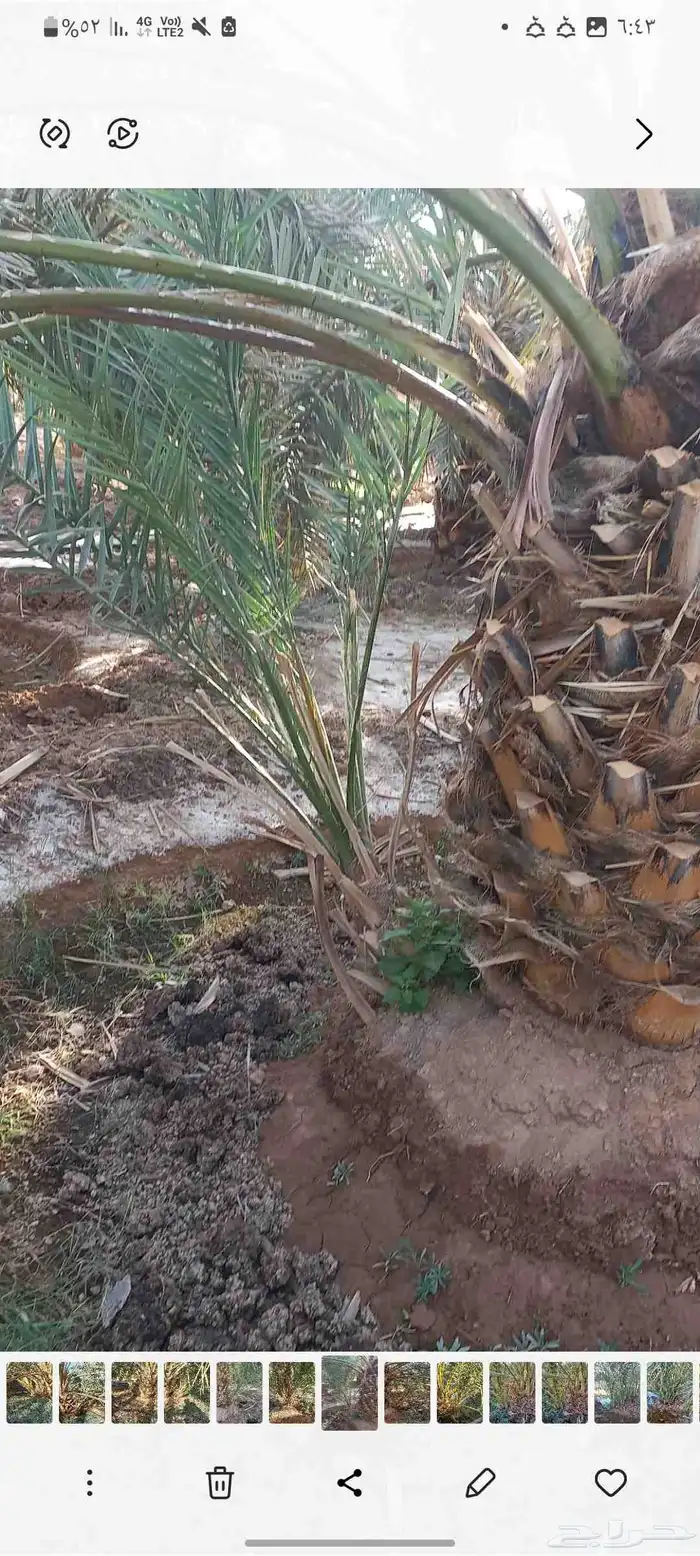 فسائل صفاوي للبيع 3