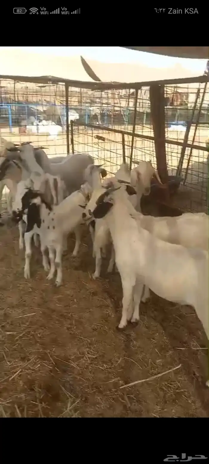 تيوس بلدي للبيع 2