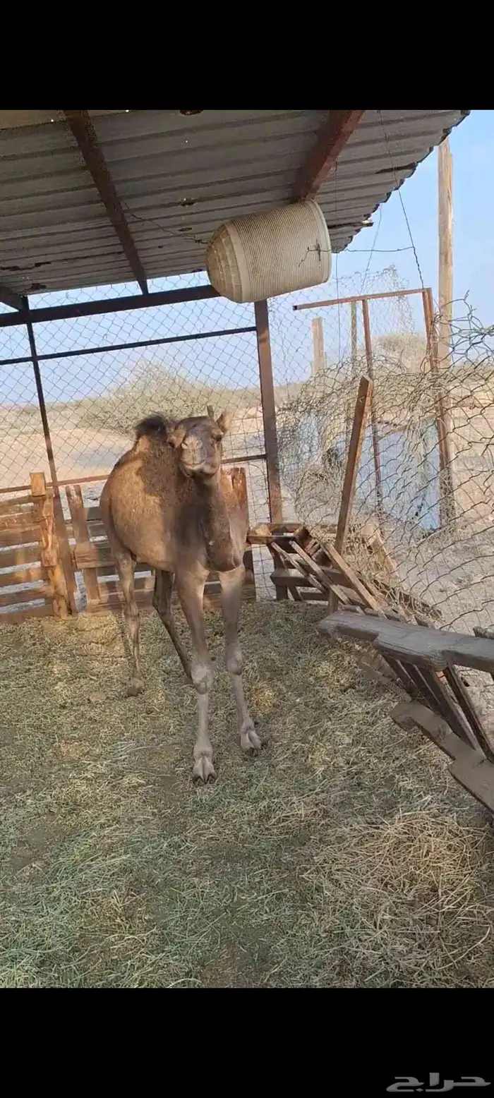 للبيع قعود ساحلي شحم ولحم الموقع رابغ 0