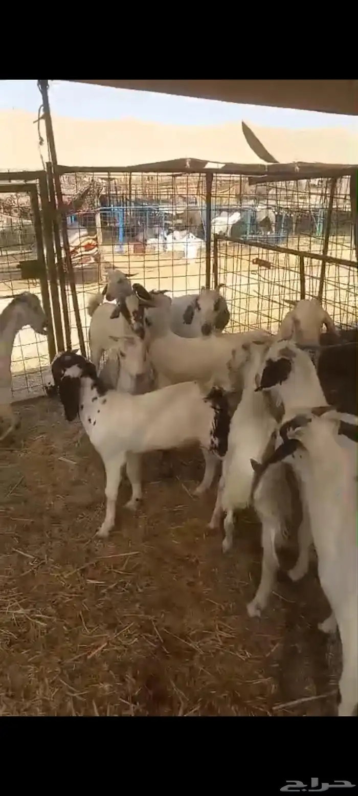 تيوس بلدي للبيع 3