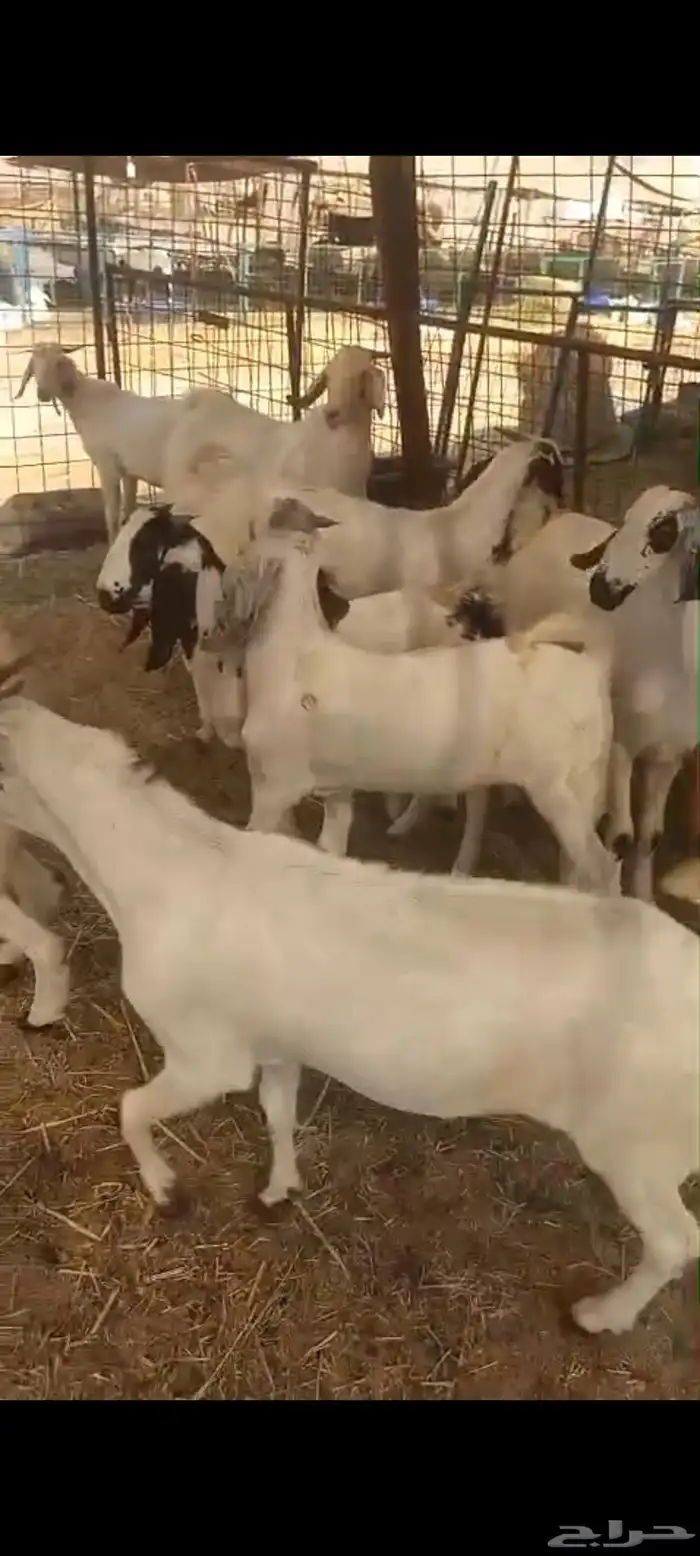 تيوس بلدي للبيع 9