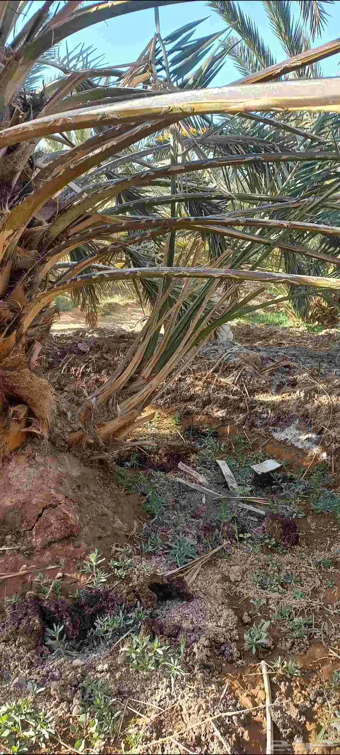 فسائل صفاوي للبيع 6