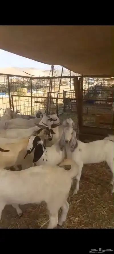 تيوس بلدي للبيع index