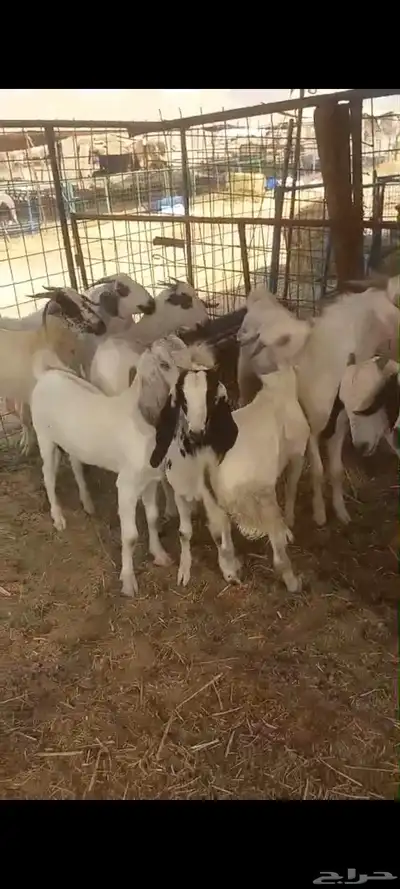 تيوس بلدي للبيع index