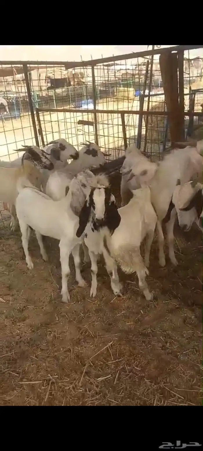 تيوس بلدي للبيع 1