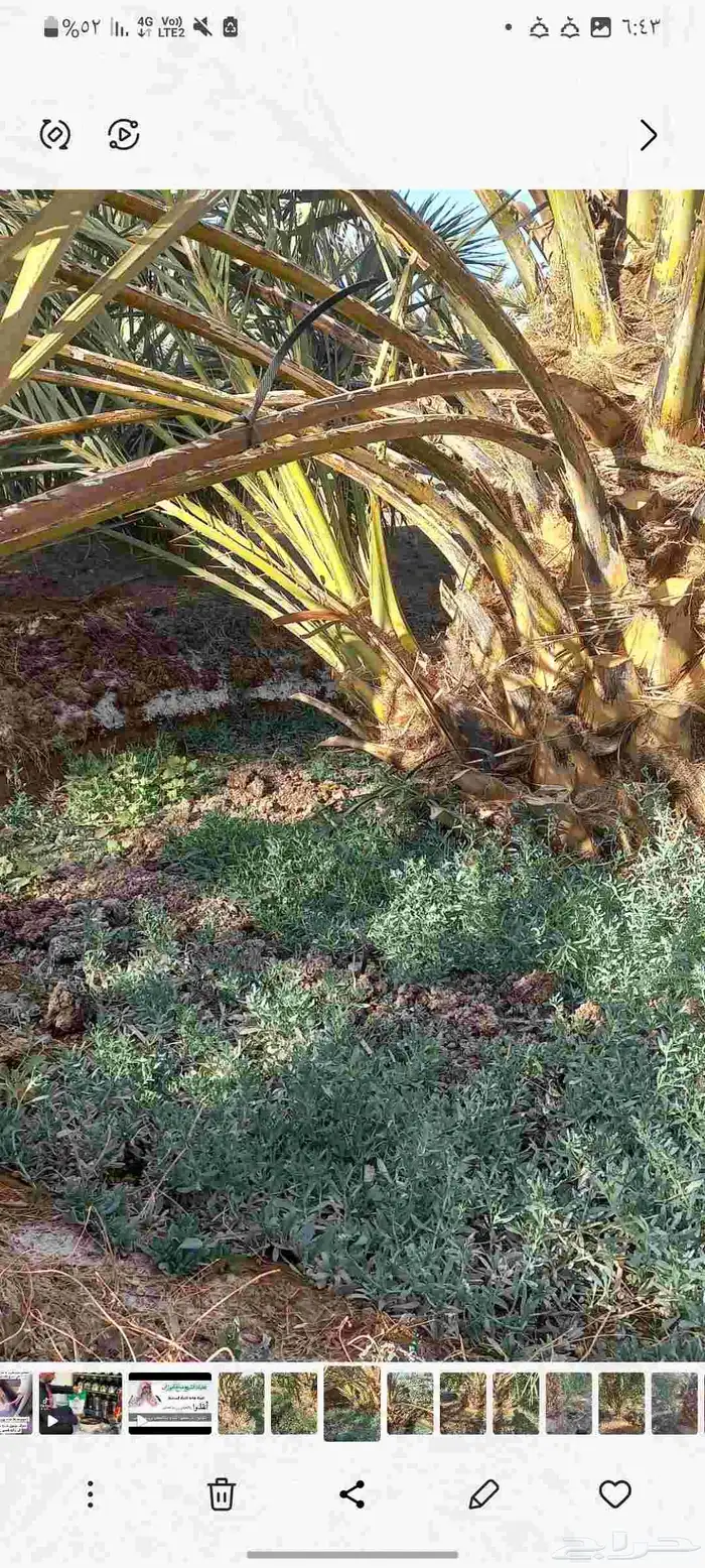 فسائل صفاوي للبيع 1