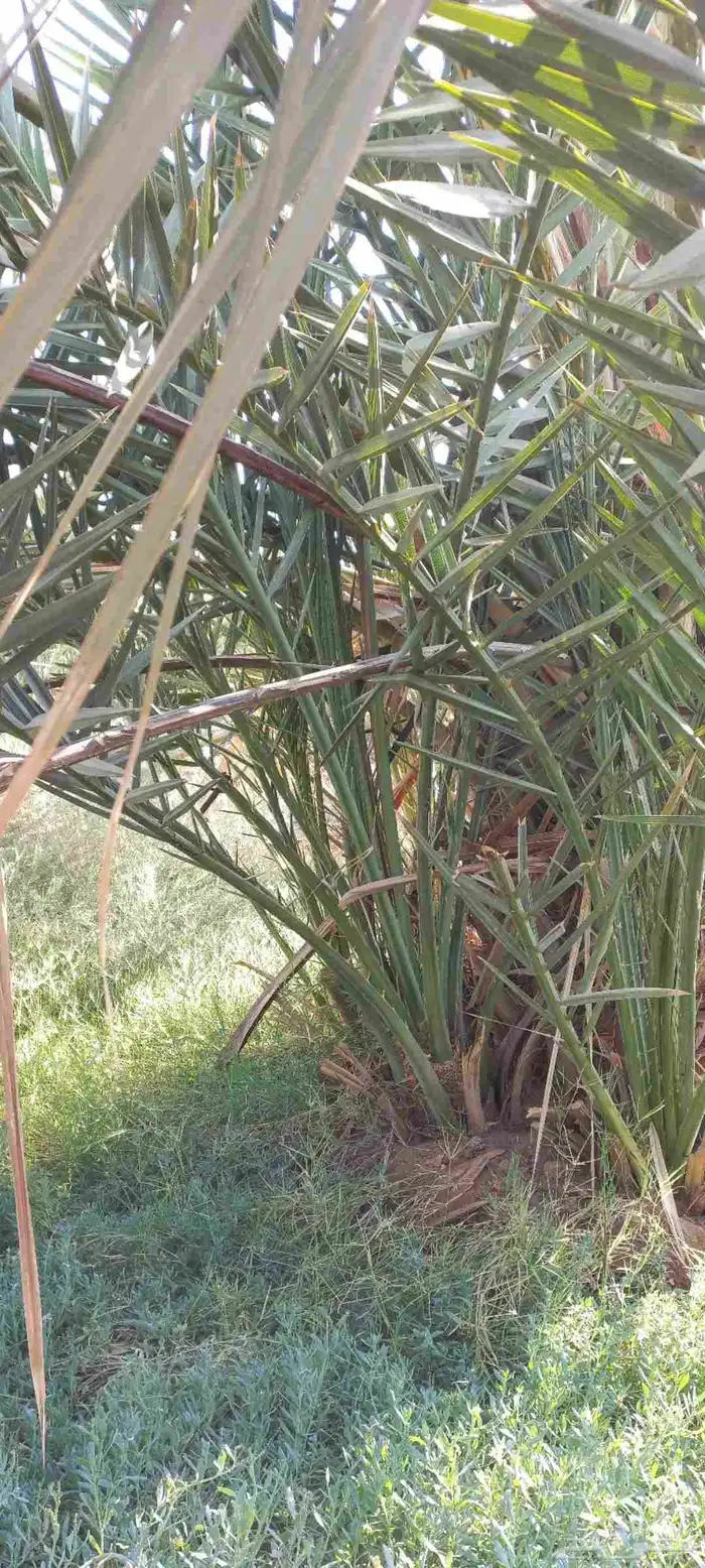 فسائل صفاوي للبيع 0