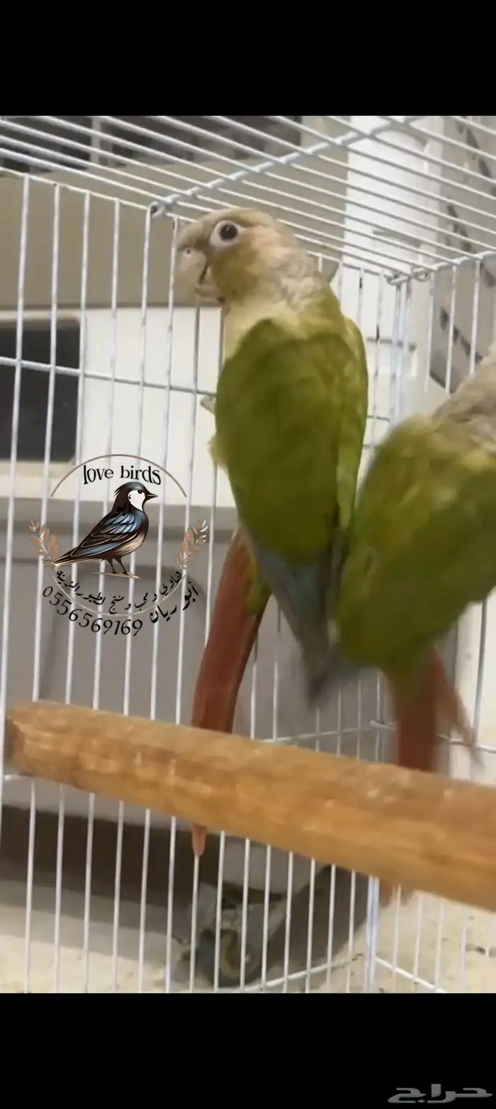 ذكرين كنيور 0