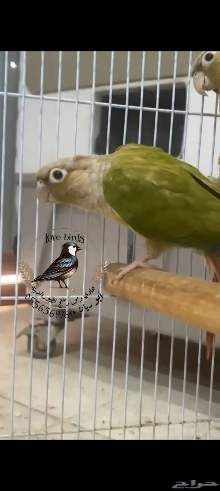 ذكرين كنيور 1