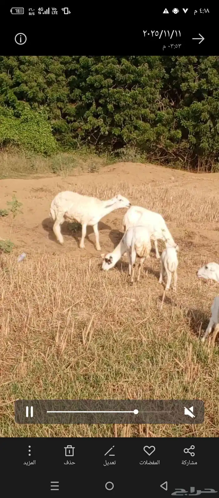 فحل حري جدا 2