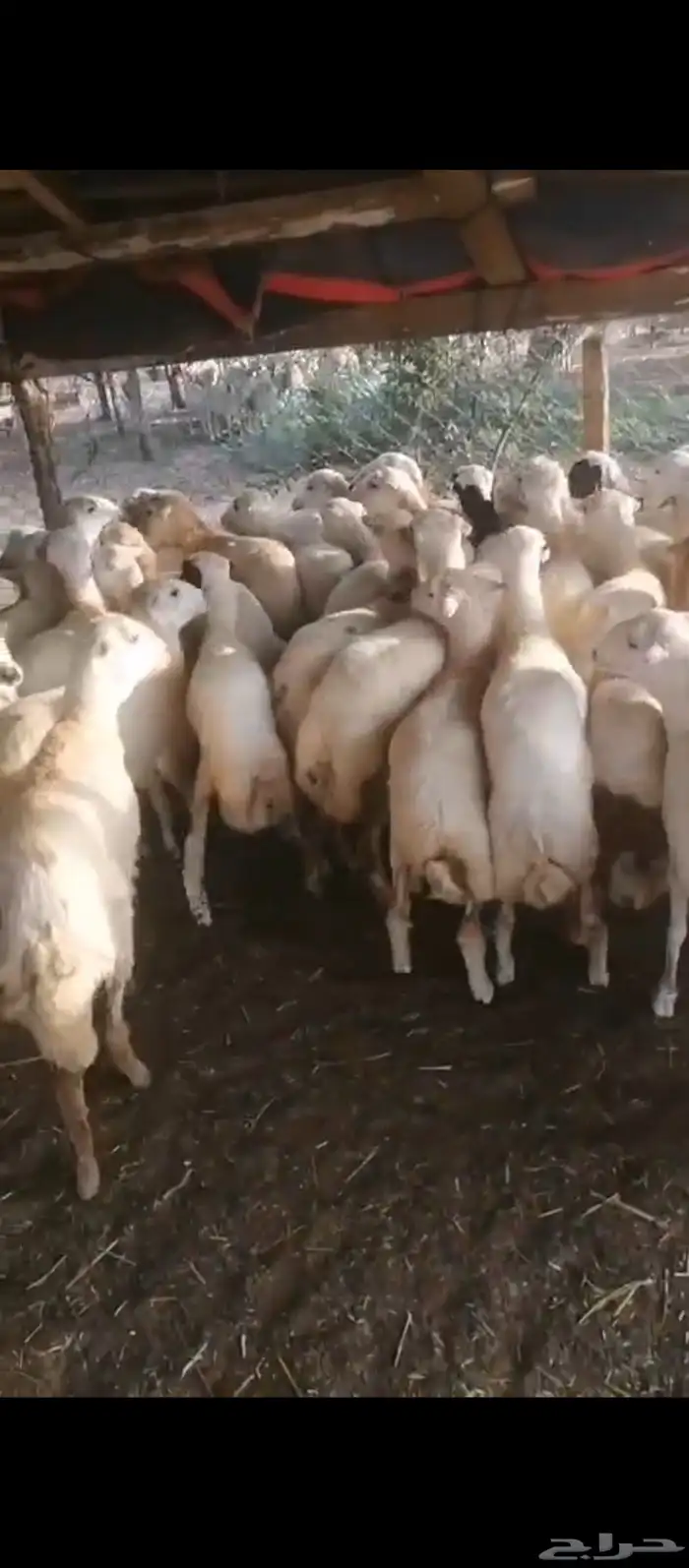 رخيل جداعات مشاء الله 1