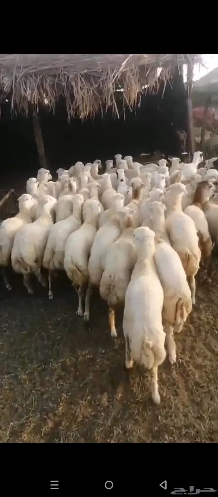 رخيل جداعات مشاء الله 0