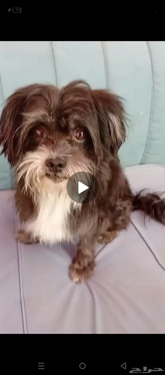 كلبي ضايع واتمنا الي يلقيه يتواصل السويدي 0