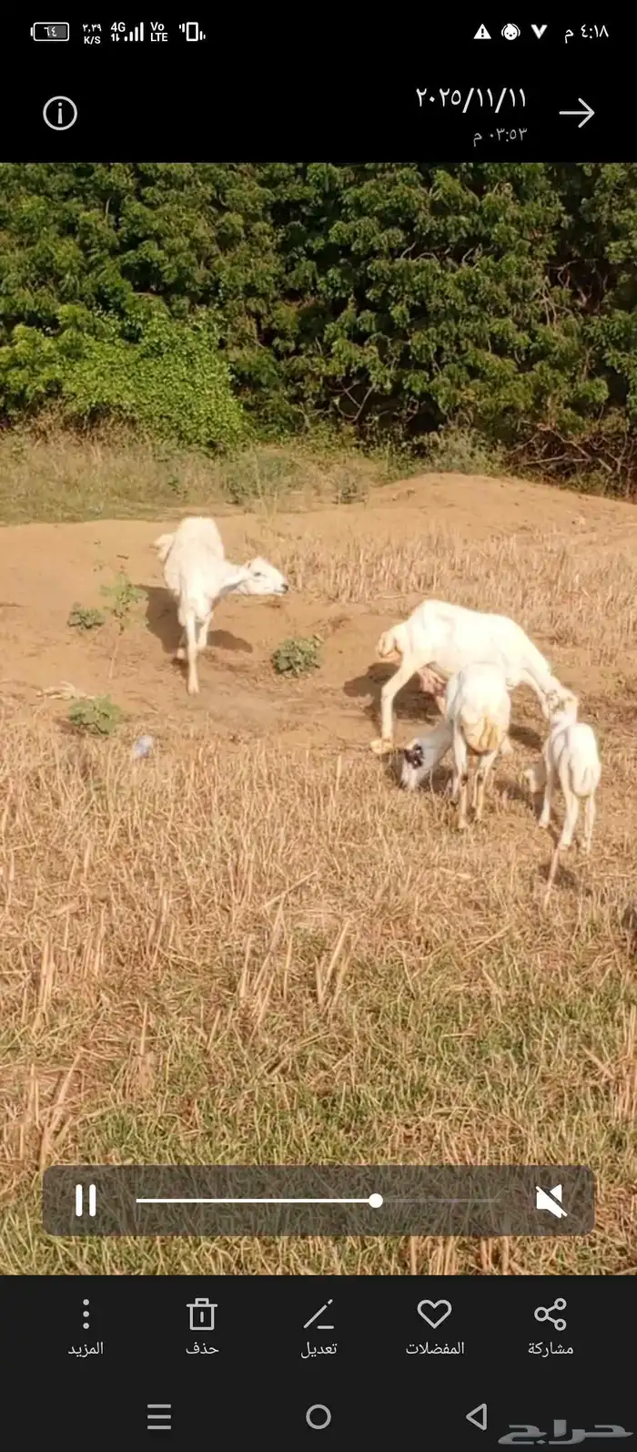 فحل حري جدا 1