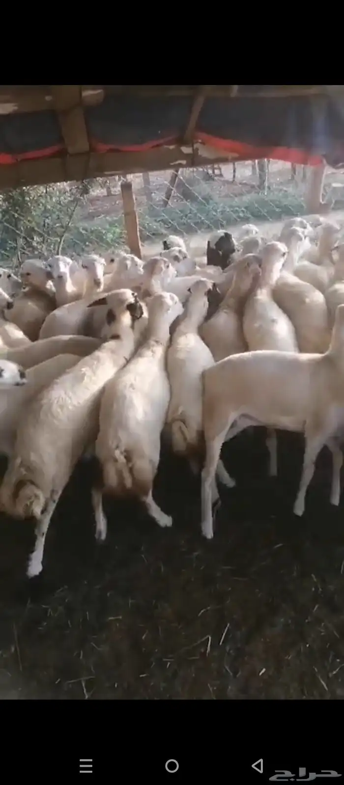 رخيل جداعات مشاء الله 3